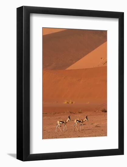 Springbok, Near Sossusvlei, Namib-Naukluft National Park, Namibia-David Wall-Framed Photographic Print