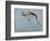 Springbok-James W. Johnson-Framed Giclee Print