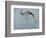 Springbok-James W. Johnson-Framed Giclee Print