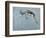 Springbok-James W. Johnson-Framed Giclee Print