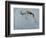 Springbok-James W. Johnson-Framed Giclee Print