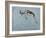 Springbok-James W. Johnson-Framed Giclee Print