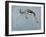 Springbok-James W. Johnson-Framed Giclee Print