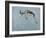 Springbok-James W. Johnson-Framed Giclee Print