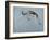 Springbok-James W. Johnson-Framed Giclee Print