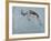 Springbok-James W. Johnson-Framed Giclee Print