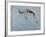 Springbok-James W. Johnson-Framed Giclee Print