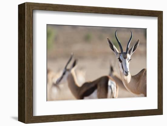 Springboks in the Kgalagadi Transfrontier Park, South Africa, Africa-Alex Treadway-Framed Photographic Print