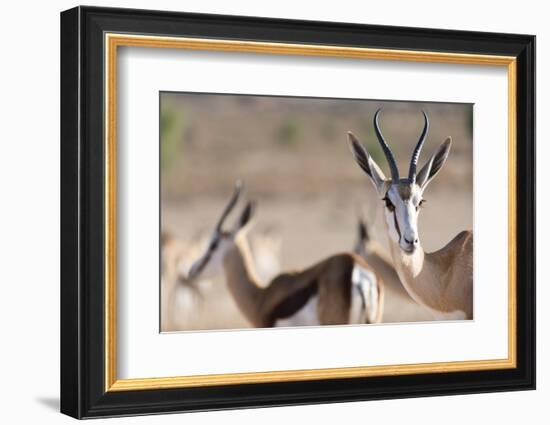 Springboks in the Kgalagadi Transfrontier Park, South Africa, Africa-Alex Treadway-Framed Photographic Print