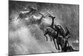 Premium Photographic Print