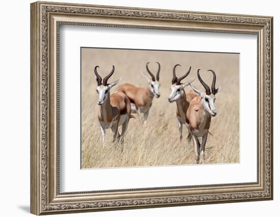 Springboks-Ivana Tacikova-Framed Premium Photographic Print