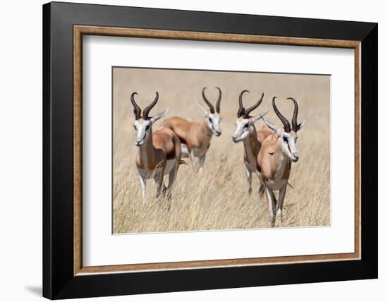 Springboks-Ivana Tacikova-Framed Premium Photographic Print