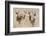 Springboks-Ivana Tacikova-Framed Premium Photographic Print