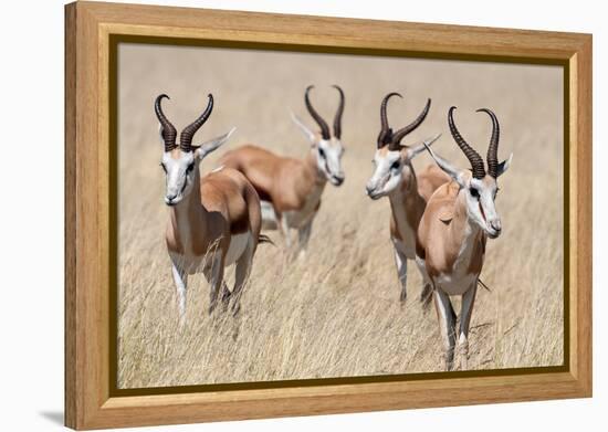 Springboks-Ivana Tacikova-Framed Premier Image Canvas