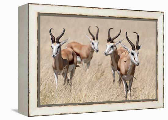 Springboks-Ivana Tacikova-Framed Premier Image Canvas