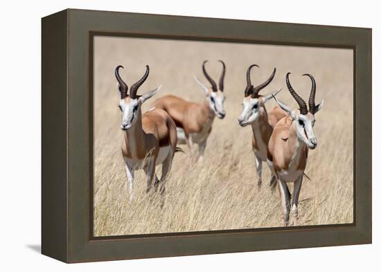 Springboks-Ivana Tacikova-Framed Premier Image Canvas