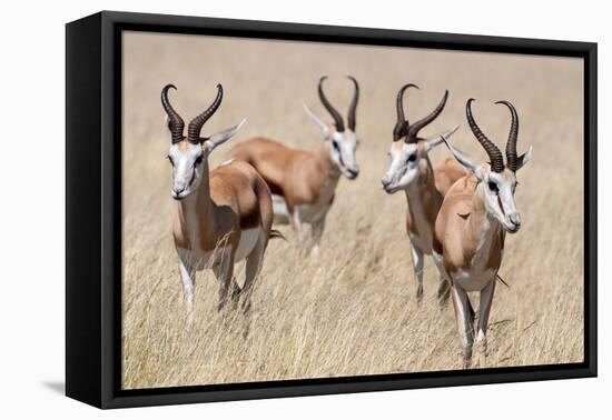 Springboks-Ivana Tacikova-Framed Premier Image Canvas