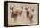 Springboks-Ivana Tacikova-Framed Premier Image Canvas