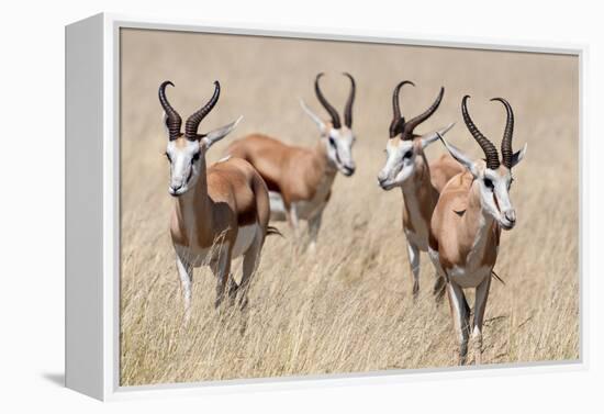 Springboks-Ivana Tacikova-Framed Premier Image Canvas