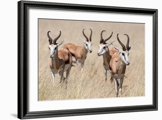 Springboks-Ivana Tacikova-Framed Photographic Print