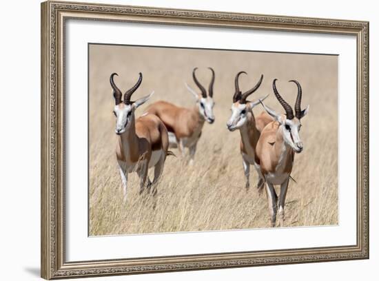 Springboks-Ivana Tacikova-Framed Photographic Print