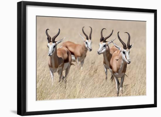 Springboks-Ivana Tacikova-Framed Photographic Print