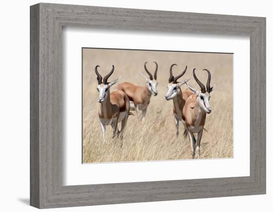 Springboks-Ivana Tacikova-Framed Photographic Print