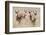 Springboks-Ivana Tacikova-Framed Photographic Print