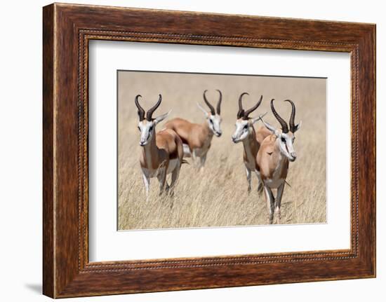 Springboks-Ivana Tacikova-Framed Photographic Print