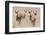 Springboks-Ivana Tacikova-Framed Photographic Print