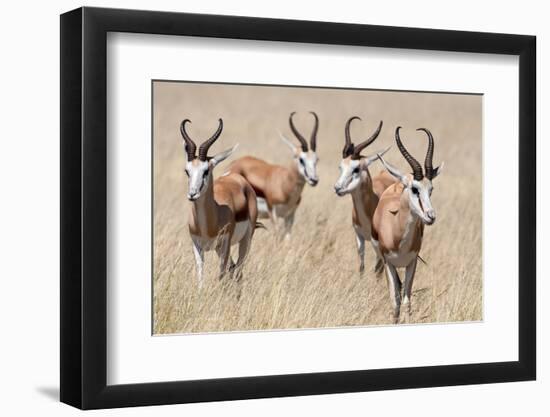 Springboks-Ivana Tacikova-Framed Photographic Print