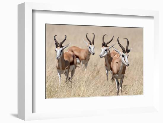 Springboks-Ivana Tacikova-Framed Photographic Print