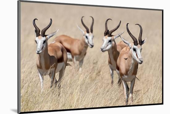 Springboks-Ivana Tacikova-Mounted Photographic Print