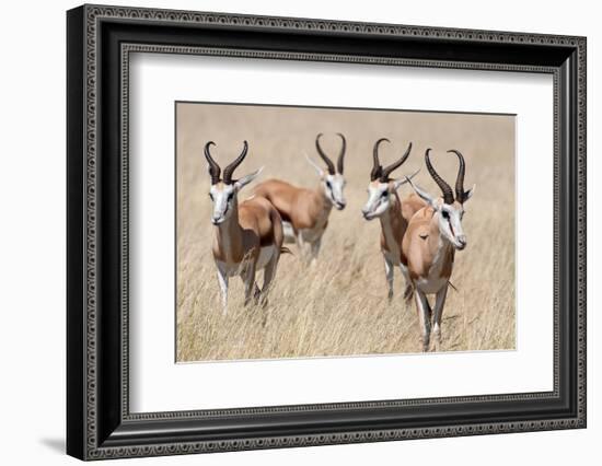 Springboks-Ivana Tacikova-Framed Photographic Print