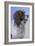 Springer Spaniel Brodie-Karie-Ann Cooper-Framed Giclee Print