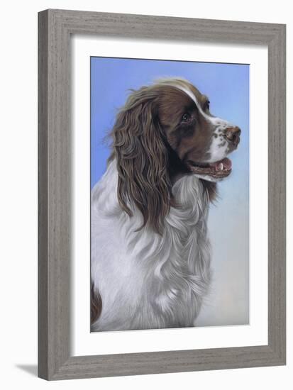 Springer Spaniel Brodie-Karie-Ann Cooper-Framed Giclee Print