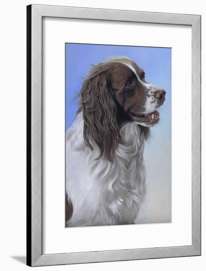 Springer Spaniel Brodie-Karie-Ann Cooper-Framed Giclee Print