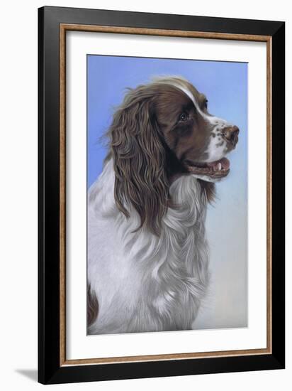 Springer Spaniel Brodie-Karie-Ann Cooper-Framed Giclee Print