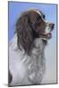 Springer Spaniel Brodie-Karie-Ann Cooper-Mounted Giclee Print