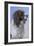 Springer Spaniel Brodie-Karie-Ann Cooper-Framed Giclee Print