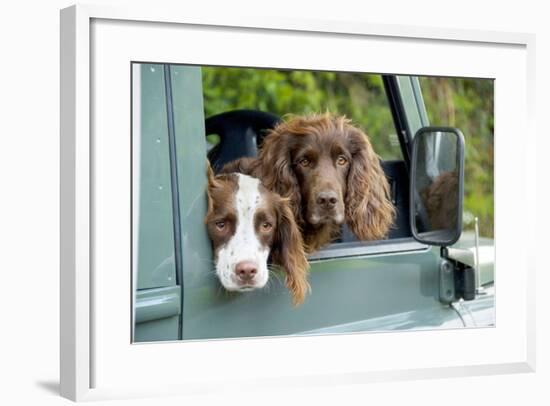 Springer Spaniel Dog and Field Spaniel-null-Framed Photographic Print