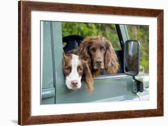 Springer Spaniel Dog and Field Spaniel-null-Framed Photographic Print