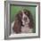 Springer Spaniel Fleck-Karie-Ann Cooper-Framed Giclee Print