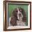 Springer Spaniel Fleck-Karie-Ann Cooper-Framed Giclee Print