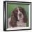 Springer Spaniel Fleck-Karie-Ann Cooper-Framed Giclee Print