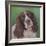 Springer Spaniel Fleck-Karie-Ann Cooper-Framed Giclee Print