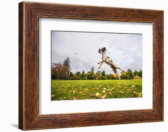 Springer Spaniel jumping to catch treat, United Kingdom, Europe-John Alexander-Framed Photographic Print