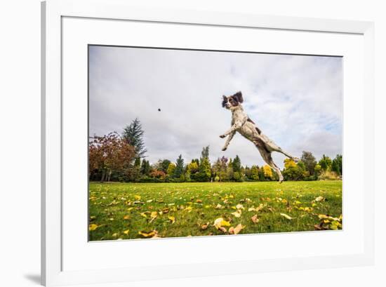 Springer Spaniel jumping to catch treat, United Kingdom, Europe-John Alexander-Framed Photographic Print