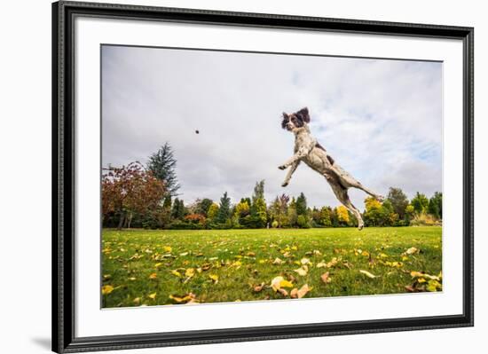 Springer Spaniel jumping to catch treat, United Kingdom, Europe-John Alexander-Framed Photographic Print