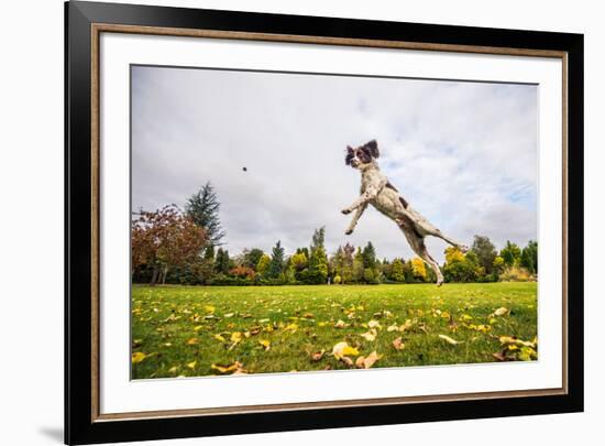 Springer Spaniel jumping to catch treat, United Kingdom, Europe-John Alexander-Framed Photographic Print